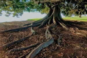 gray trunk green leaf tree beside body of water 300x200 - gray trunk green leaf tree beside body of water.jpg