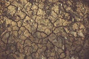 withered ground 300x200 - withered ground.jpg