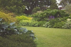 assorted plants with trees photography 300x200 - assorted plants with trees photography.jpg